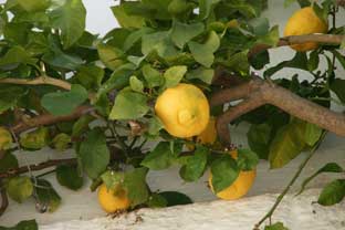 Estepona, bloemen en planten